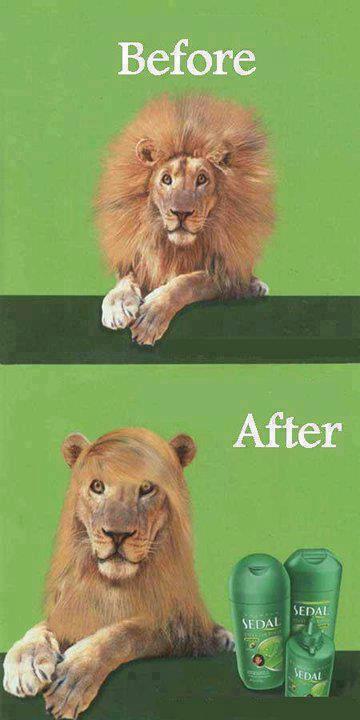 lion shampoo