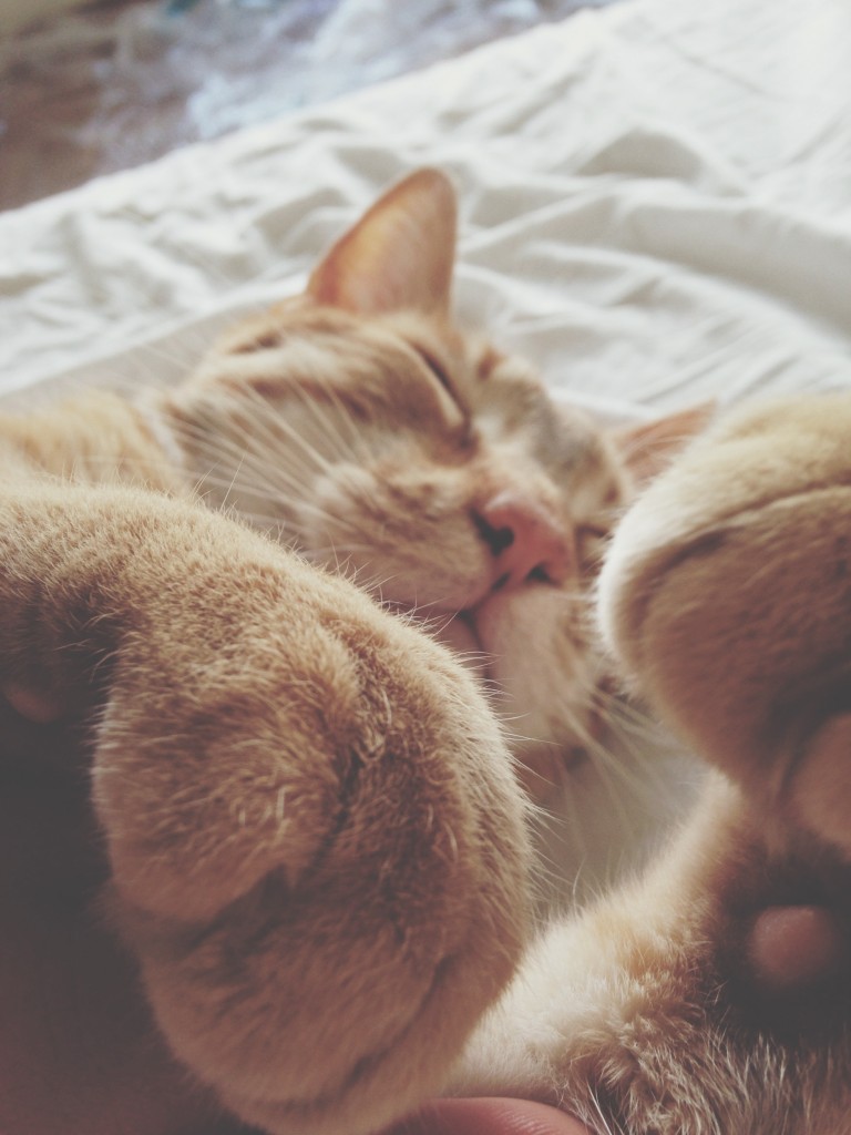 ... and more napping...