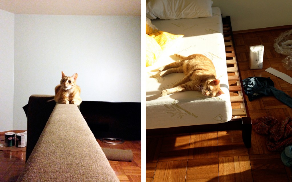 Buddy has been so helpful with the move! Unpacking boxes, moving furniture, napping...