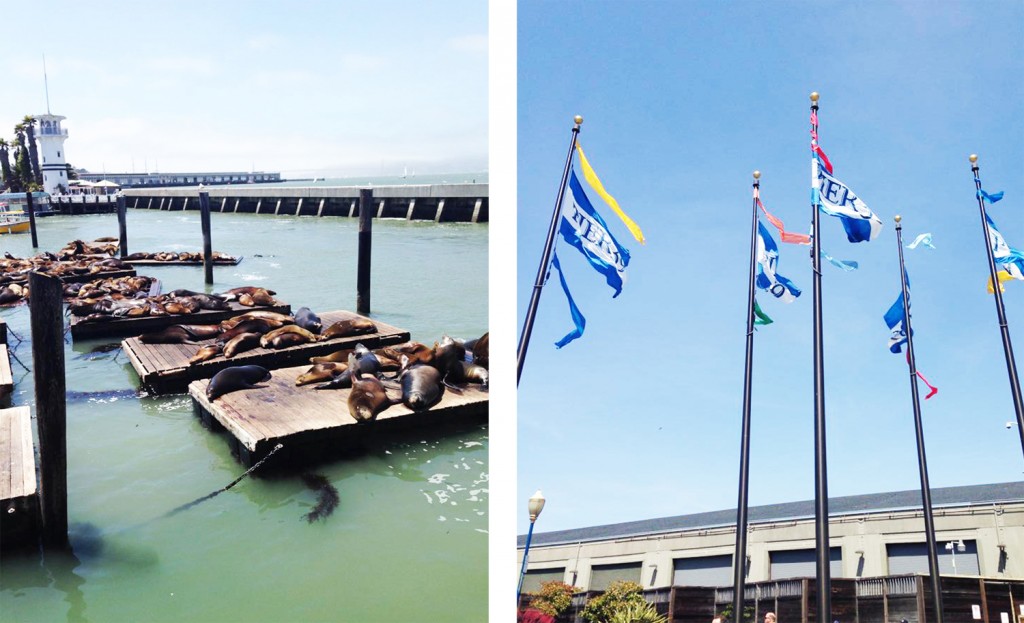 SEALIONS