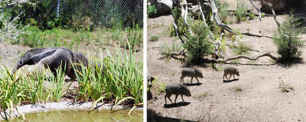anteater-warthog