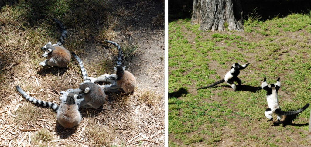lemurs