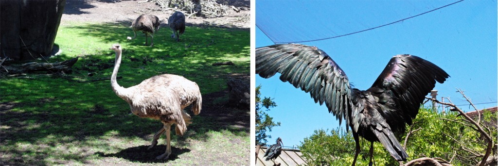 ostrich-ibis